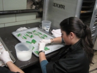 Nikki decorating tree cookies